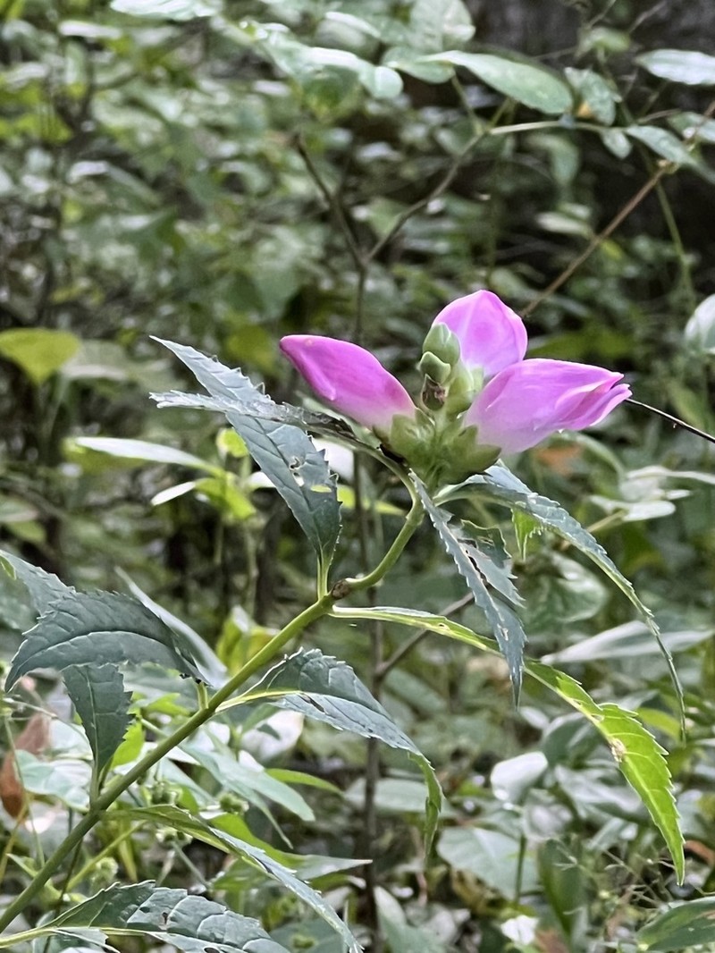 Red Turtlehead photo 2
