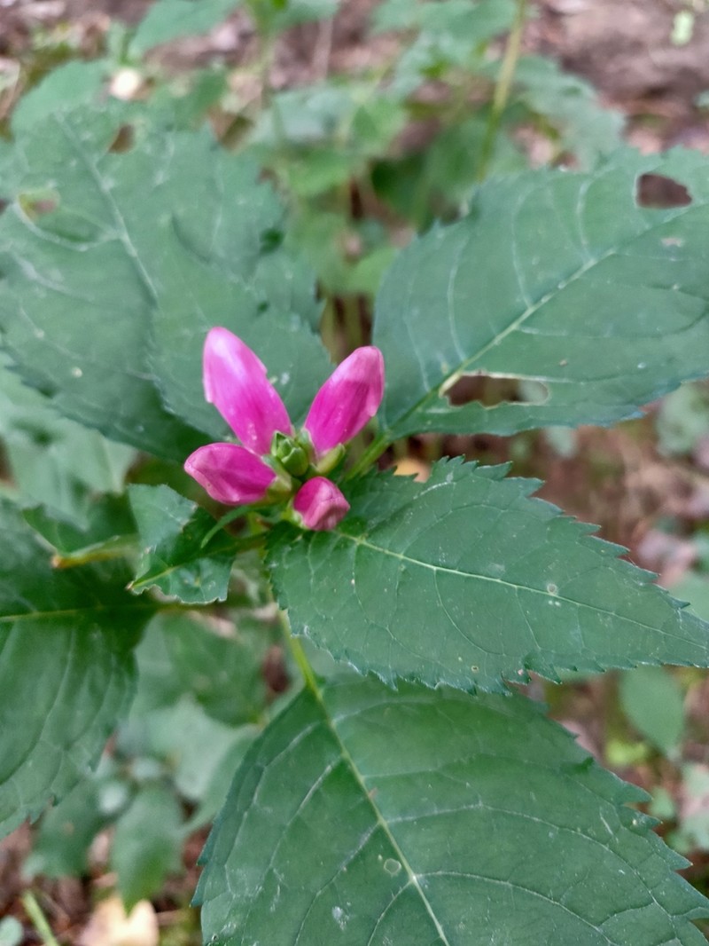 Red Turtlehead photo 3