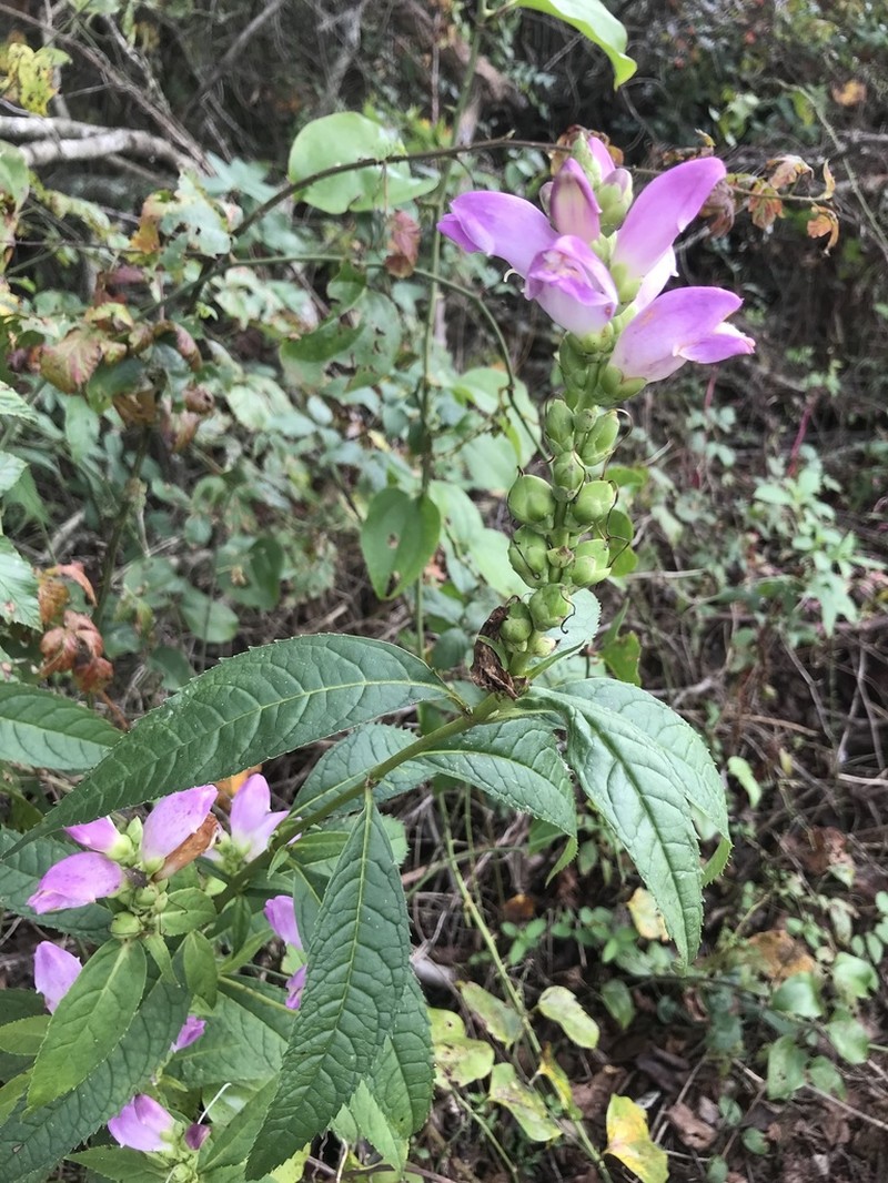 Red Turtlehead photo 4