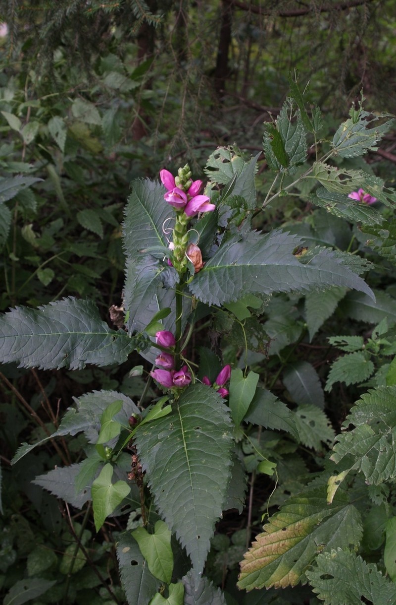 Red Turtlehead photo 5