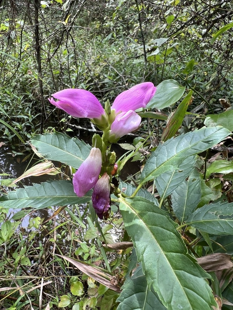Red Turtlehead photo 6