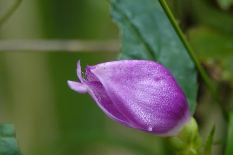 Red Turtlehead photo 7