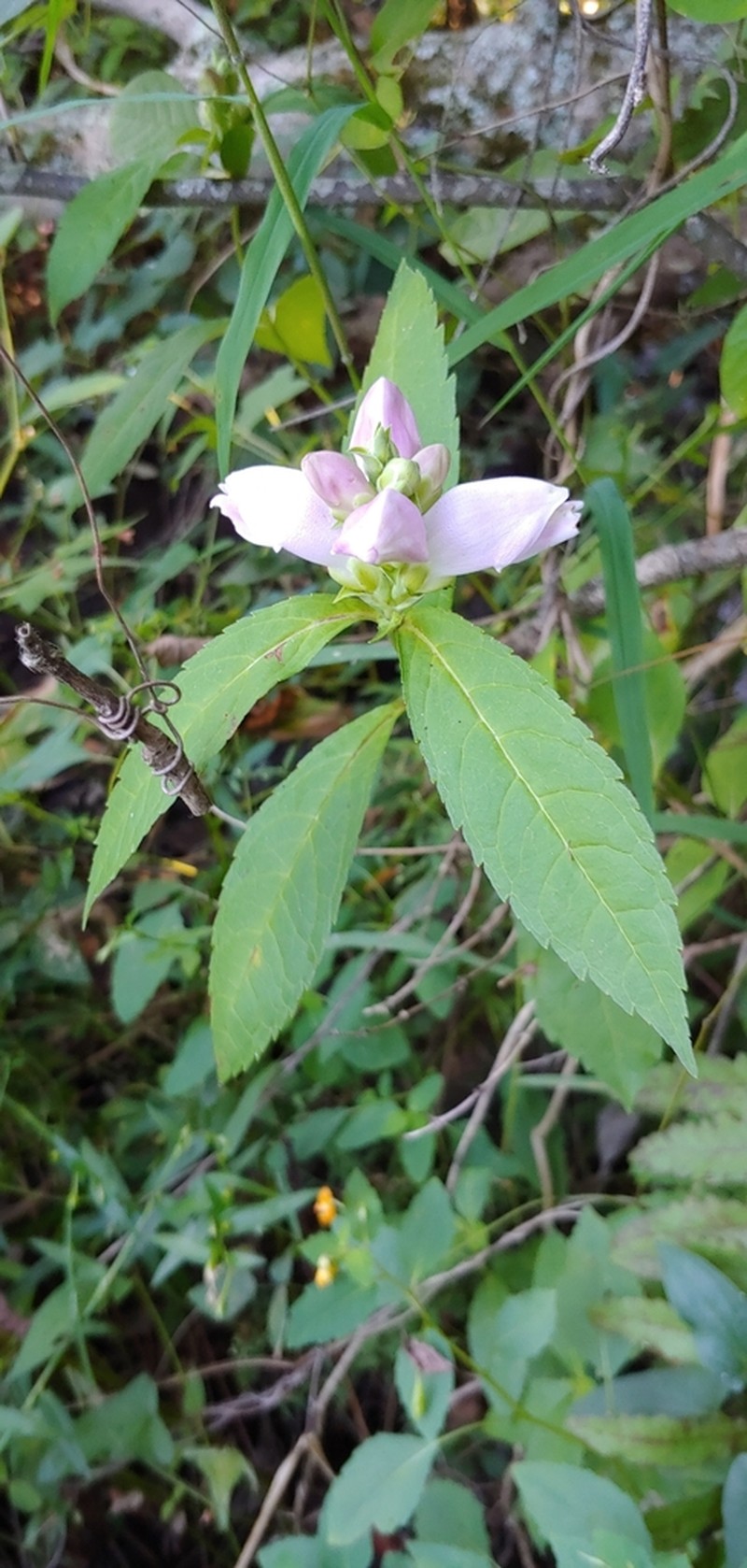 Red Turtlehead photo 8