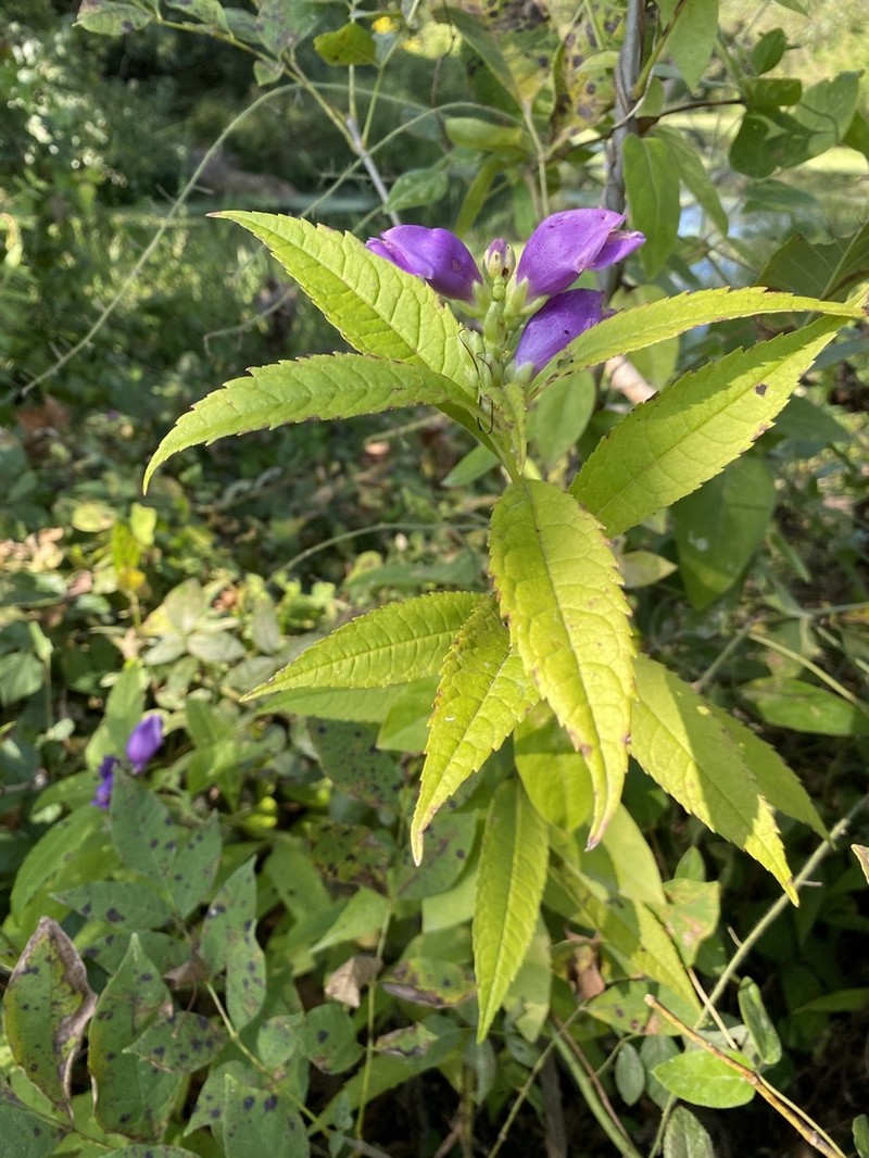 Chelone speciosa