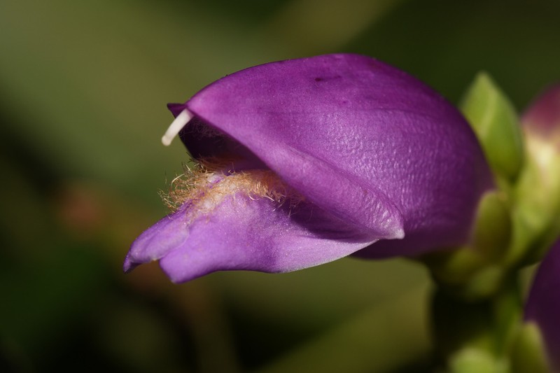 Chelone speciosa photo 2