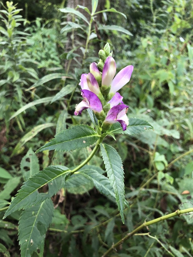 Chelone speciosa photo 3