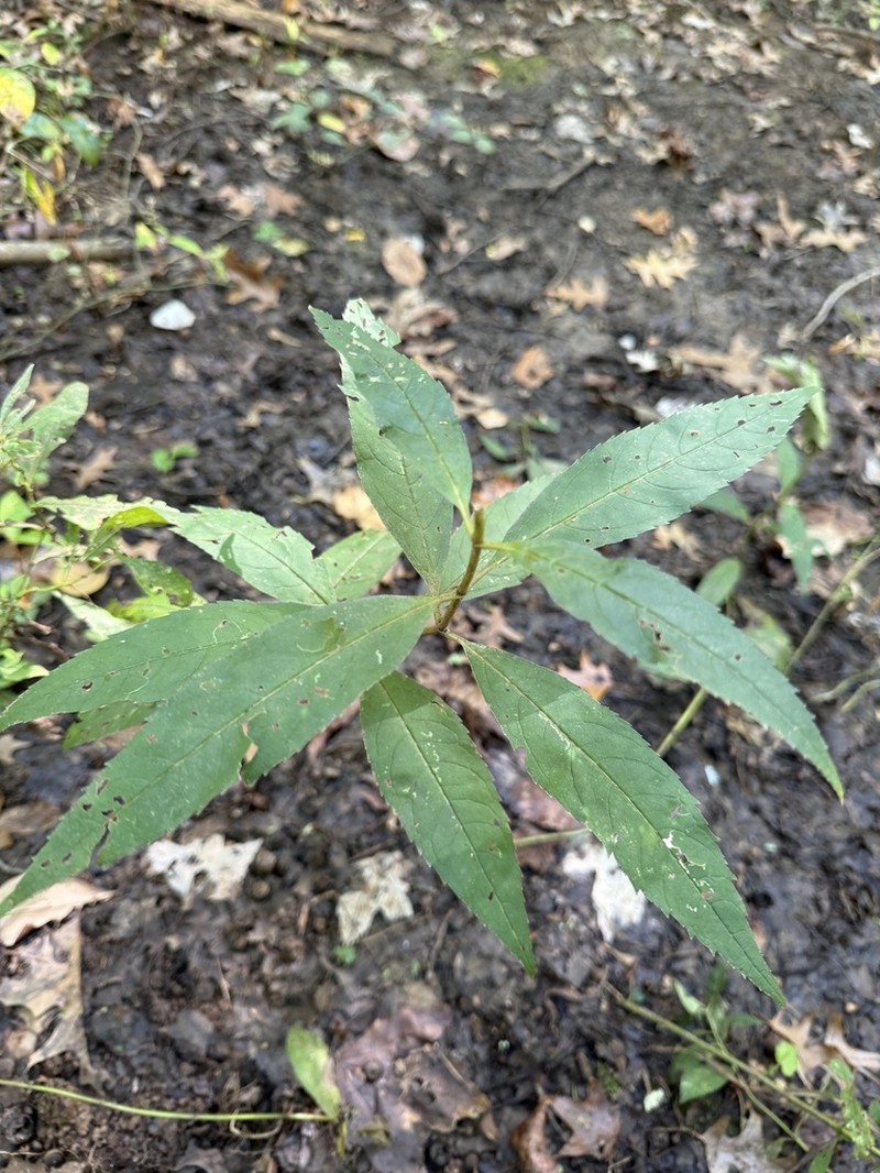 Chelone speciosa photo 4