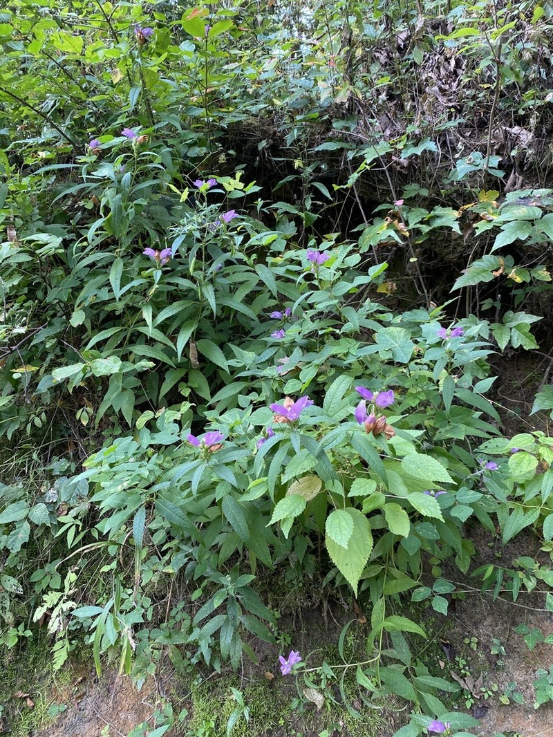 Chelone speciosa photo 5