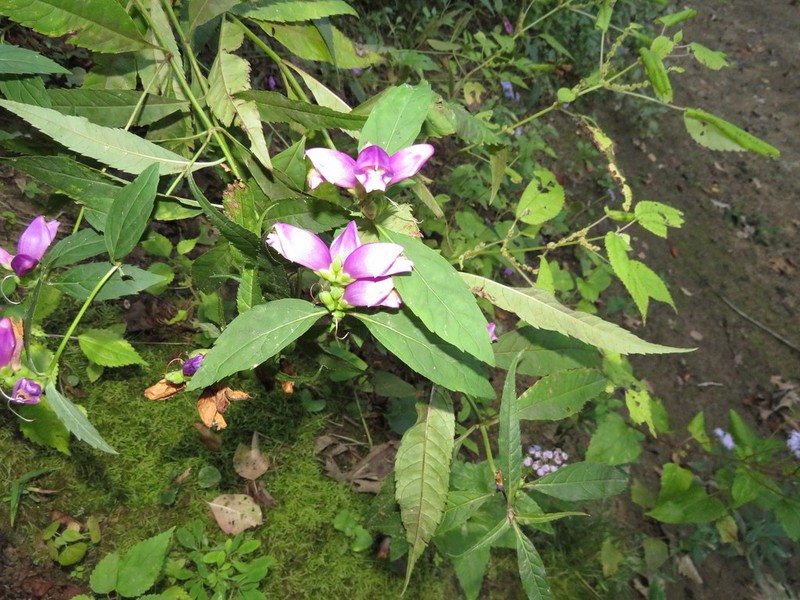 Chelone speciosa photo 6