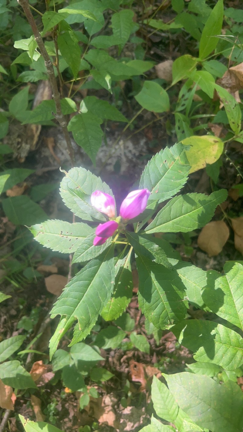 Chelone speciosa photo 7