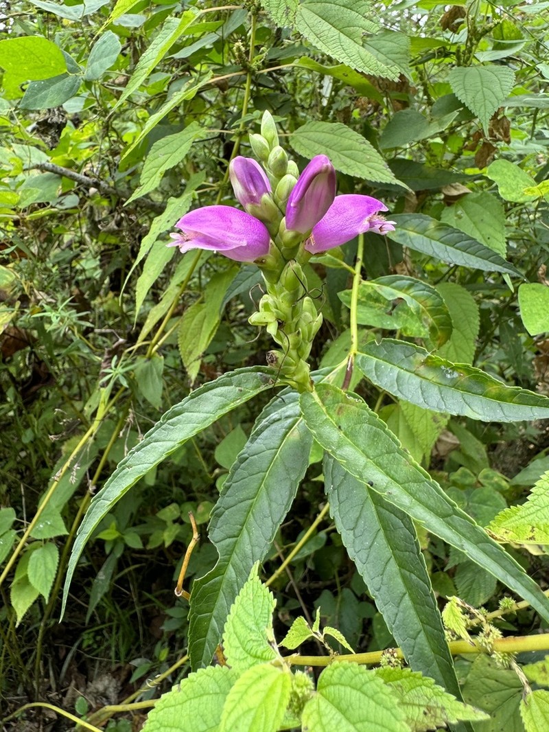 Chelone speciosa photo 8