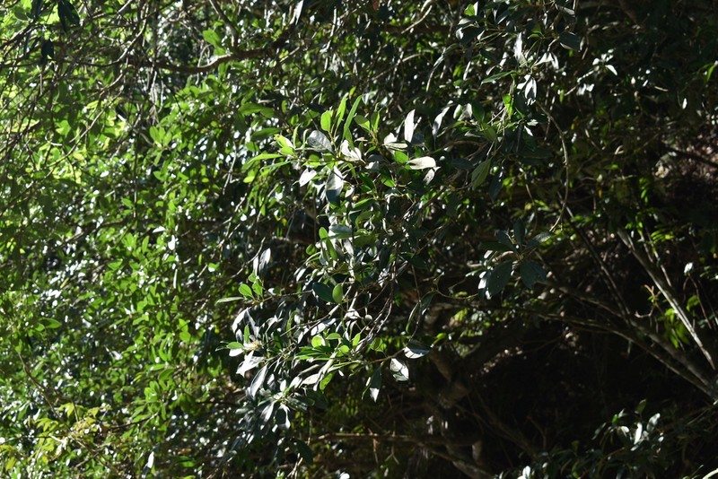 Chengiodendron marginatum