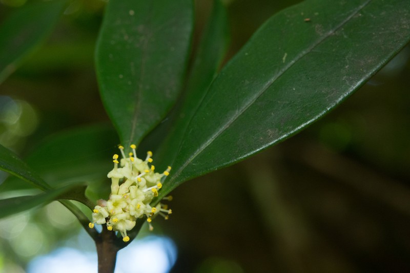 Chengiodendron marginatum photo 2