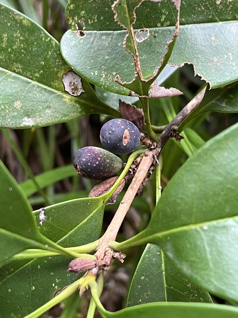 Chengiodendron marginatum photo 3