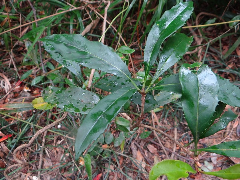 Chengiodendron marginatum photo 4