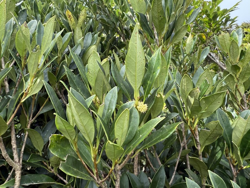 Chengiodendron marginatum photo 5