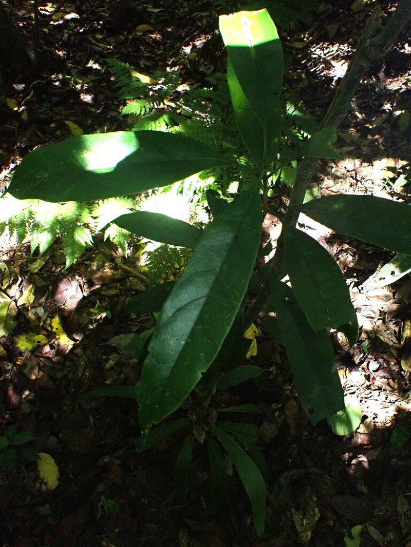 Chengiodendron marginatum photo 6