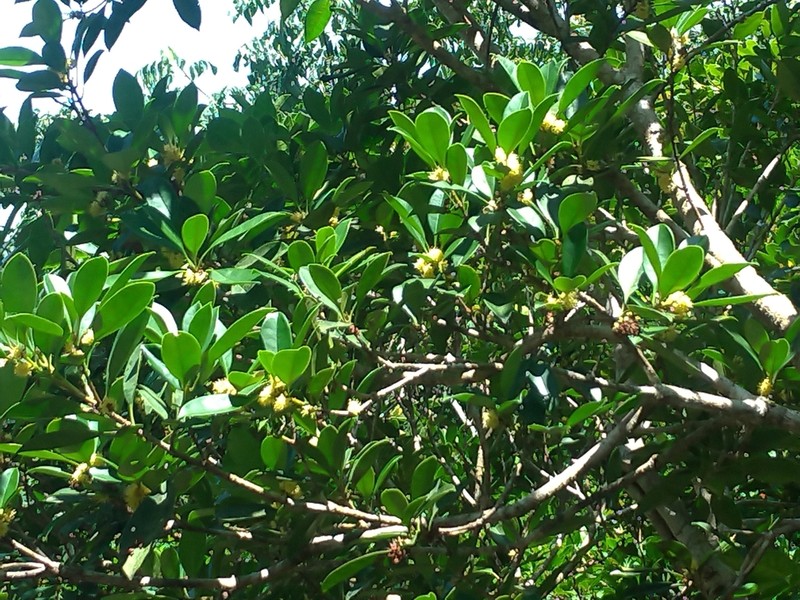 Chengiodendron marginatum photo 7