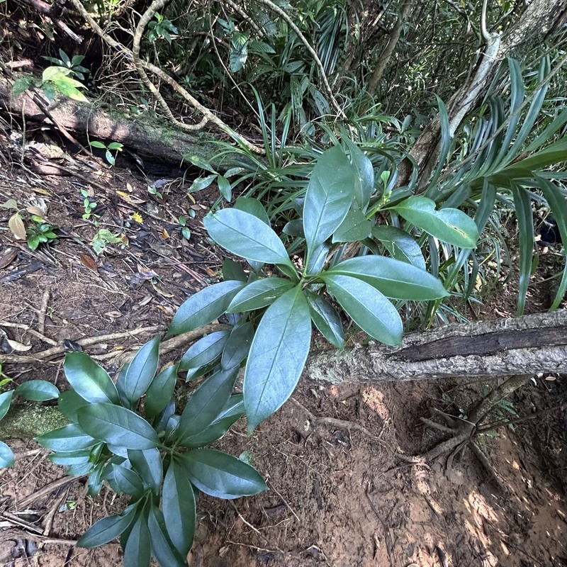 Chengiodendron marginatum photo 8