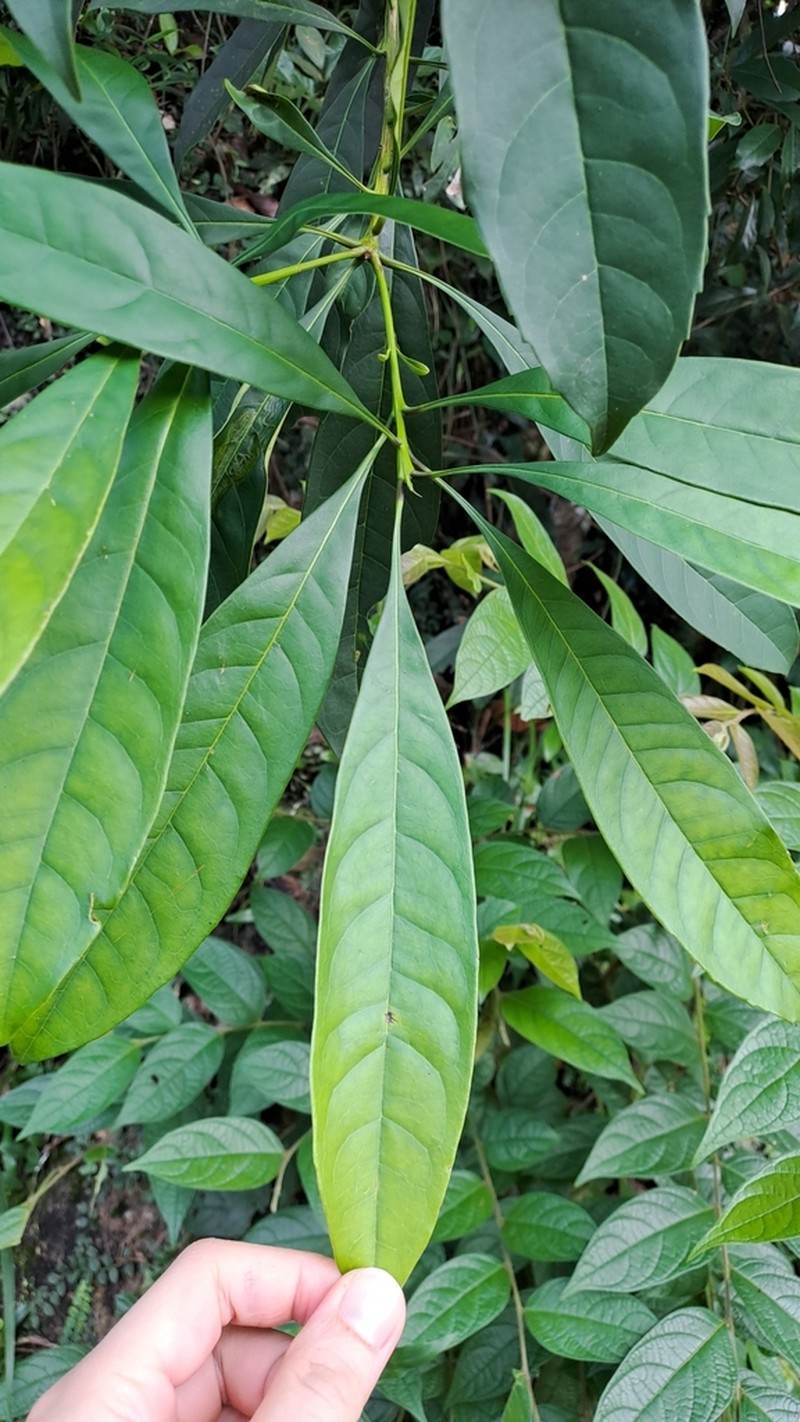 Chengiodendron matsumuranum