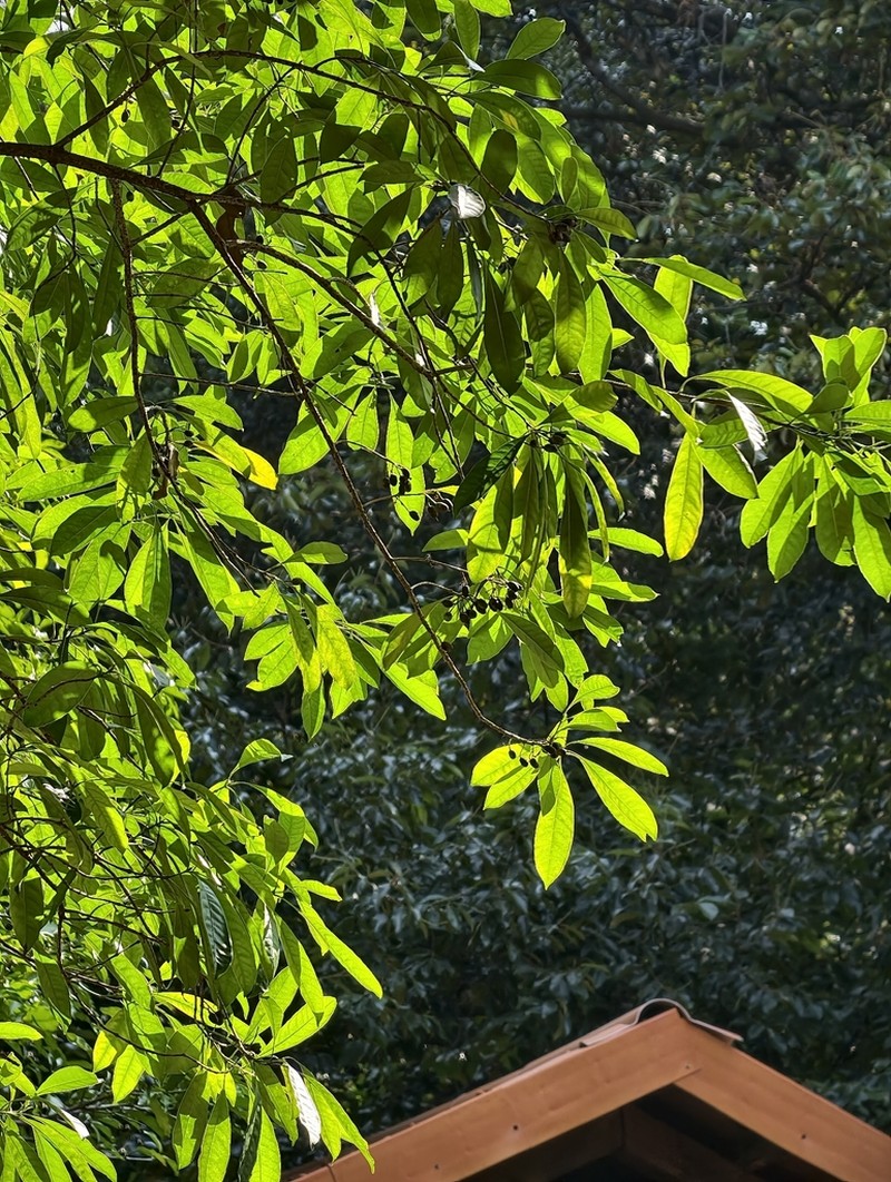 Chengiodendron matsumuranum photo 2