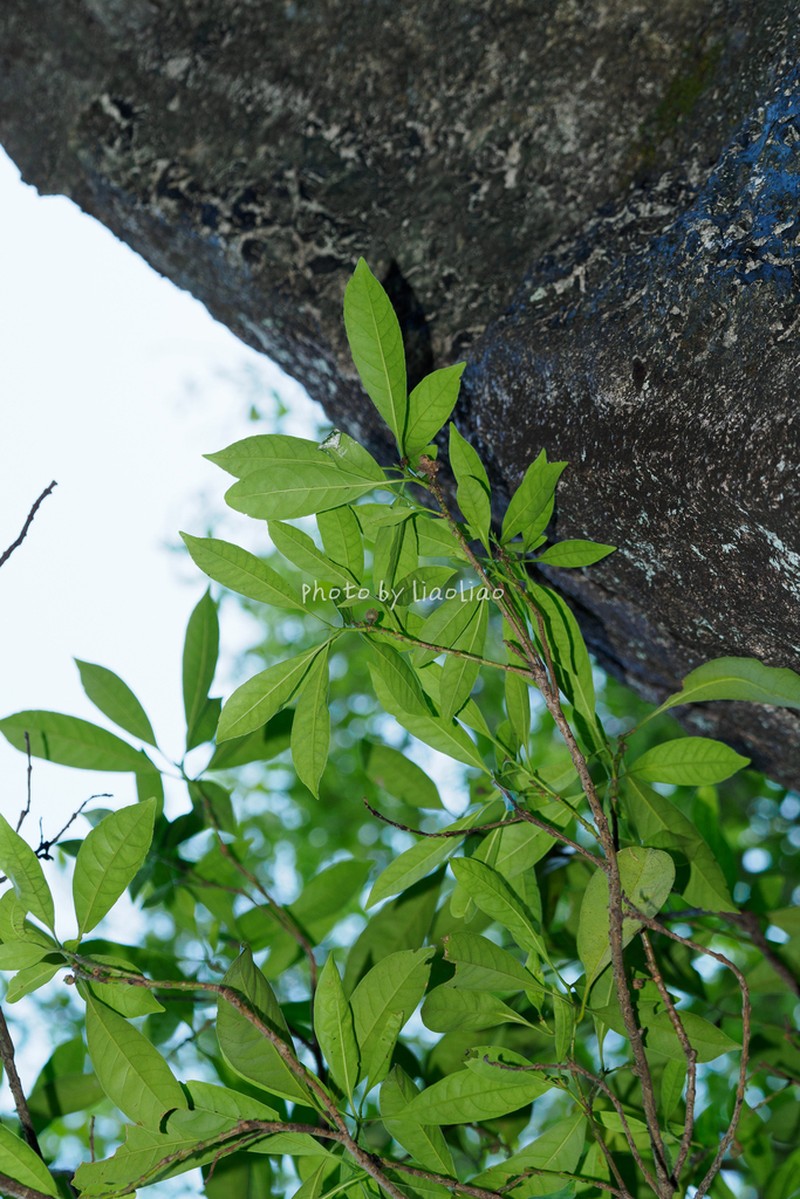 Chengiodendron matsumuranum photo 3