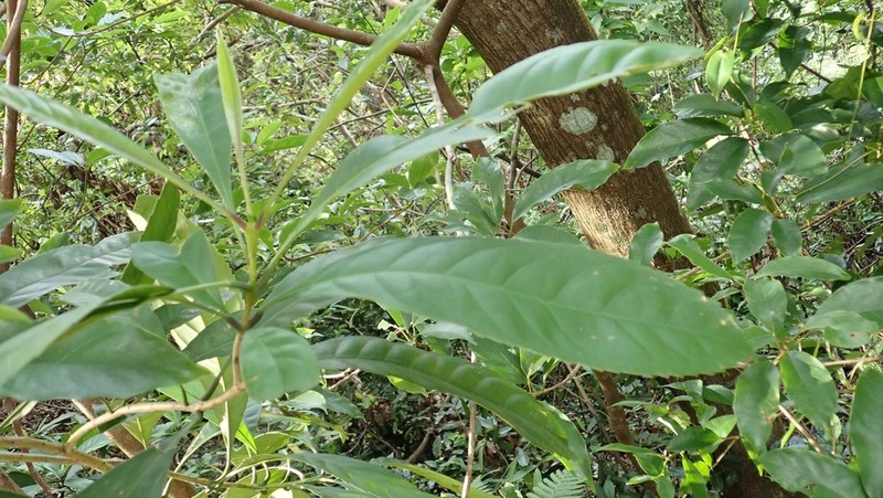 Chengiodendron matsumuranum photo 4