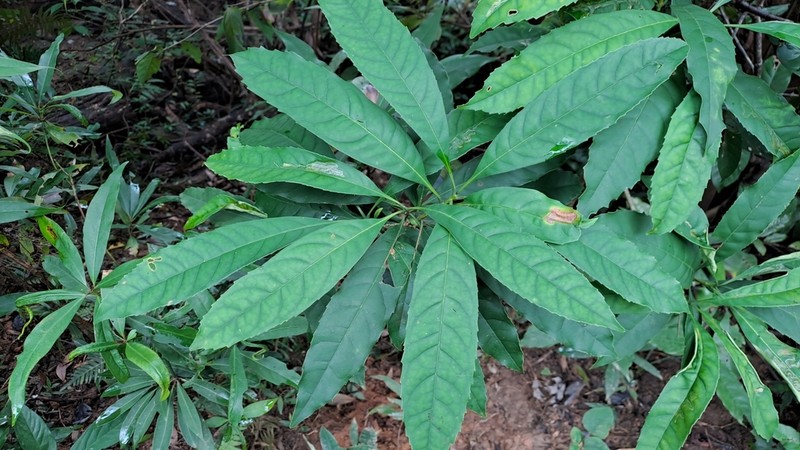 Chengiodendron matsumuranum photo 5