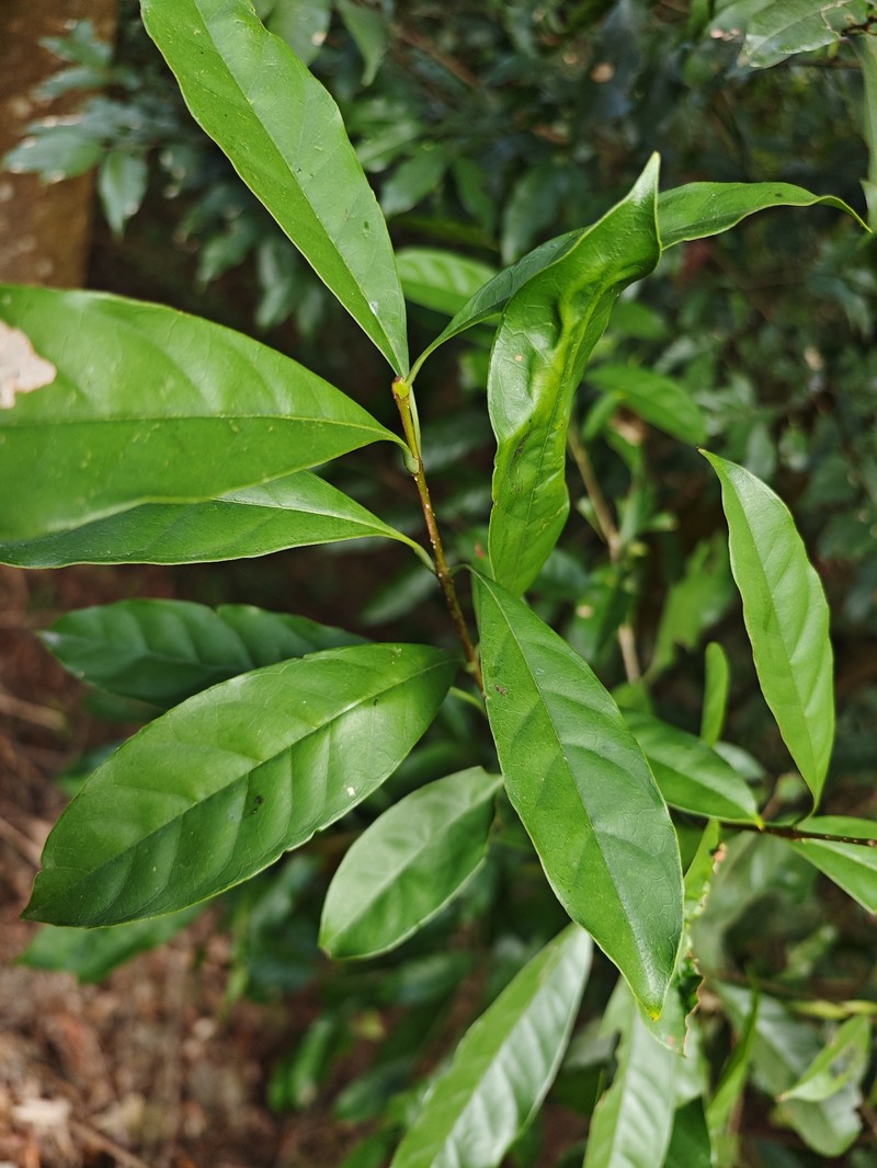 Chengiodendron matsumuranum photo 6