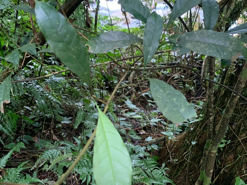 Chengiodendron matsumuranum photo 7