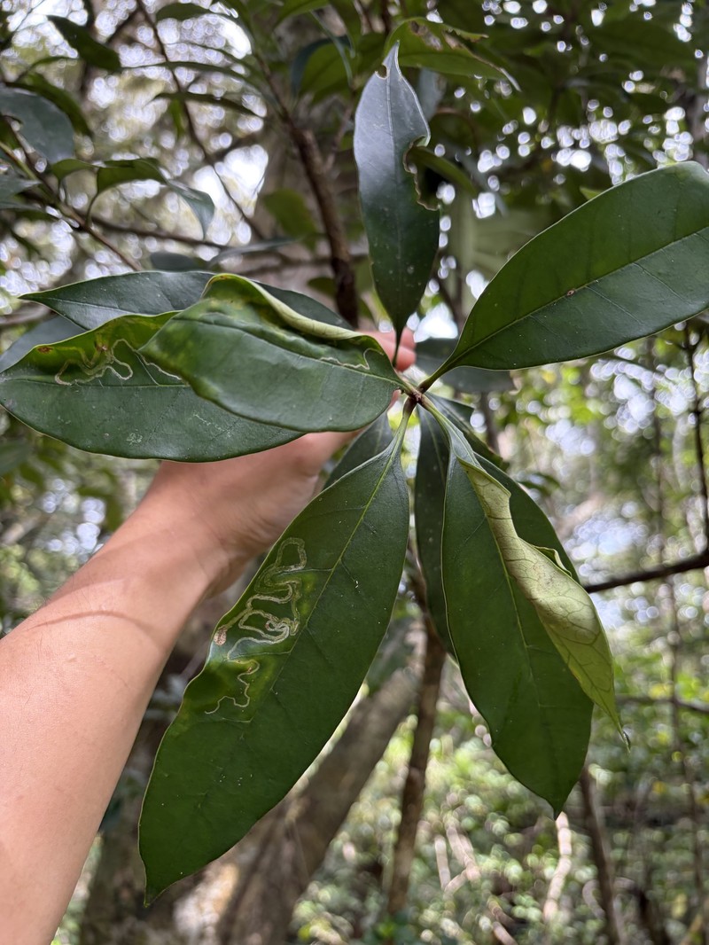 Chengiodendron matsumuranum photo 8