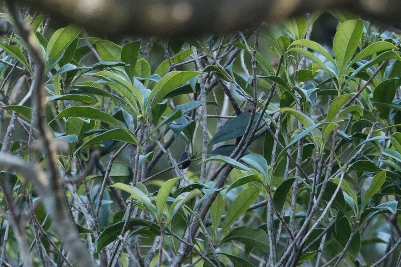 Chengiodendron minor