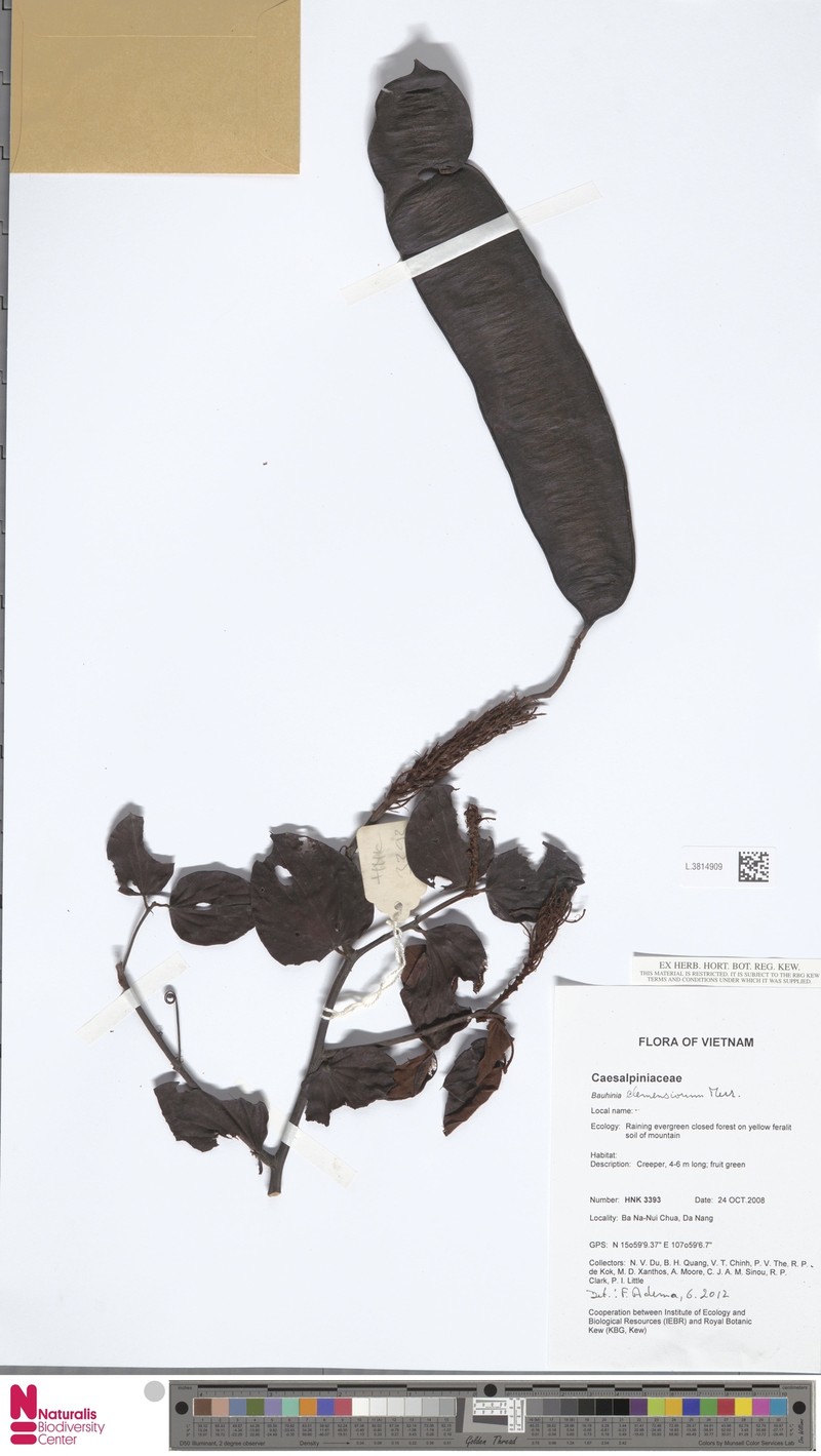 Cheniella clemensiorum photo 2