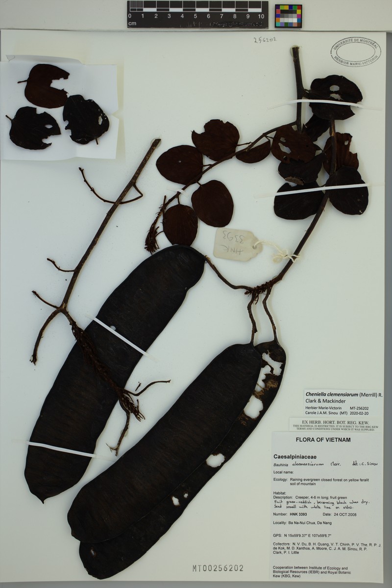 Cheniella clemensiorum photo 3