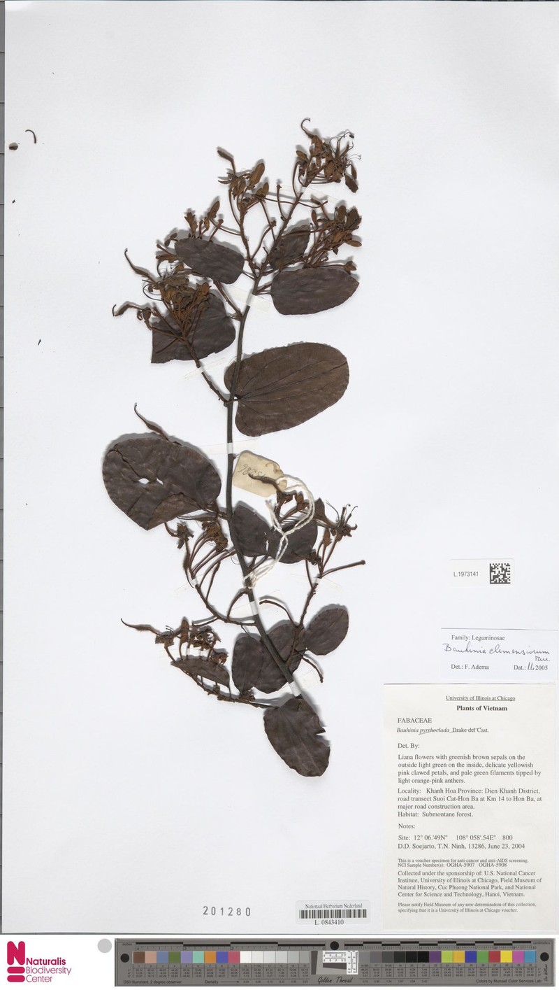 Cheniella clemensiorum photo 4