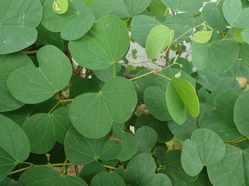 Cheniella glauca