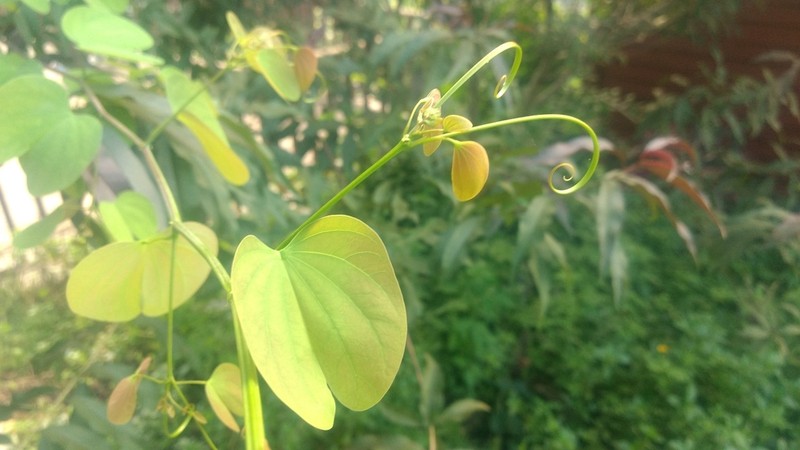 Cheniella glauca photo 2