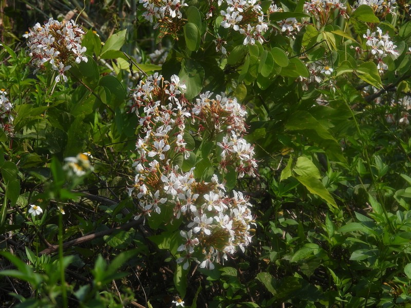 Cheniella glauca photo 5