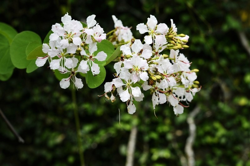 Cheniella glauca photo 6