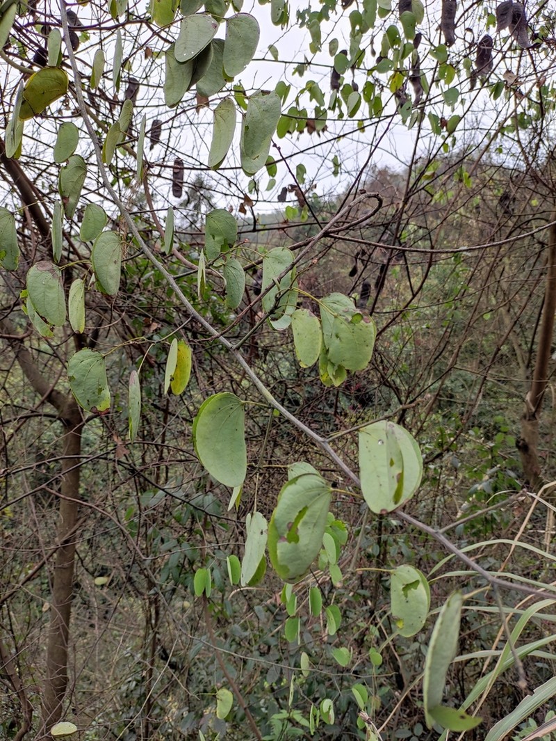 Cheniella glauca photo 8