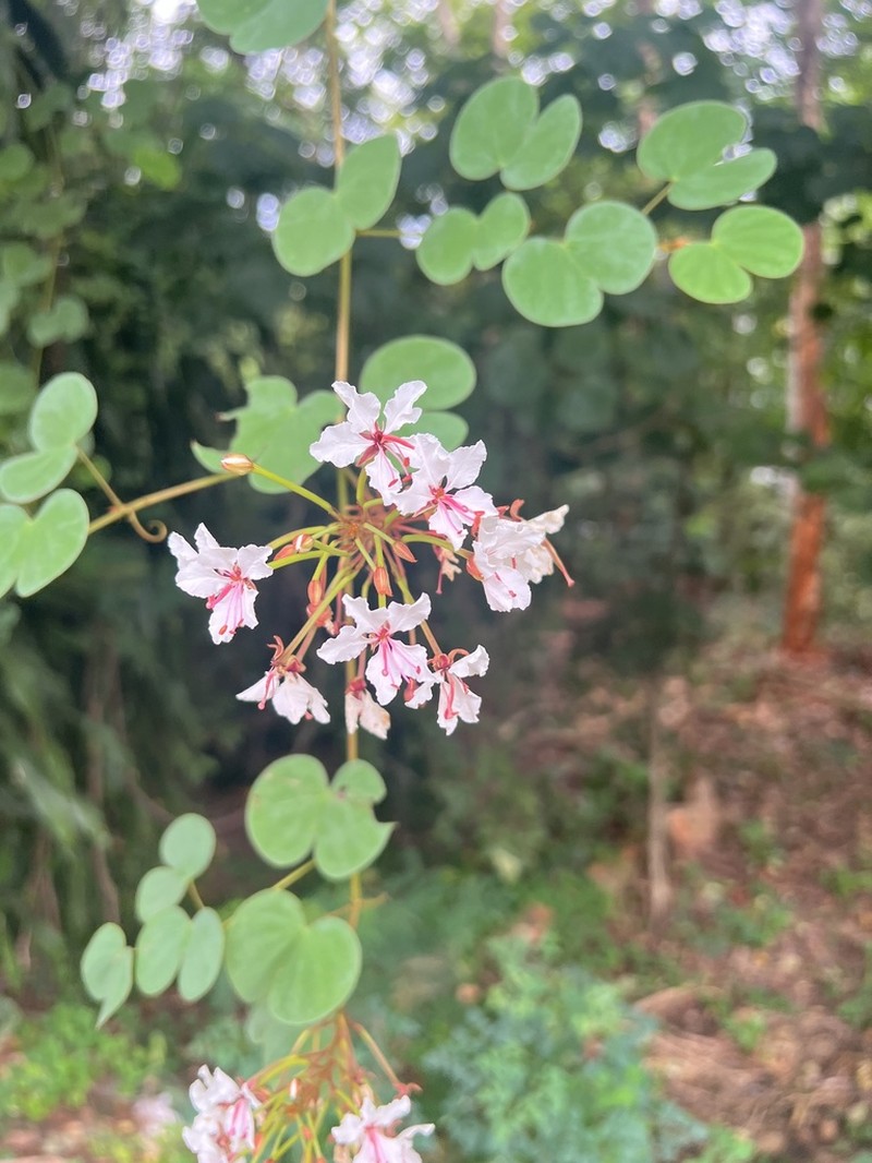 Cheniella lakhonensis photo 2