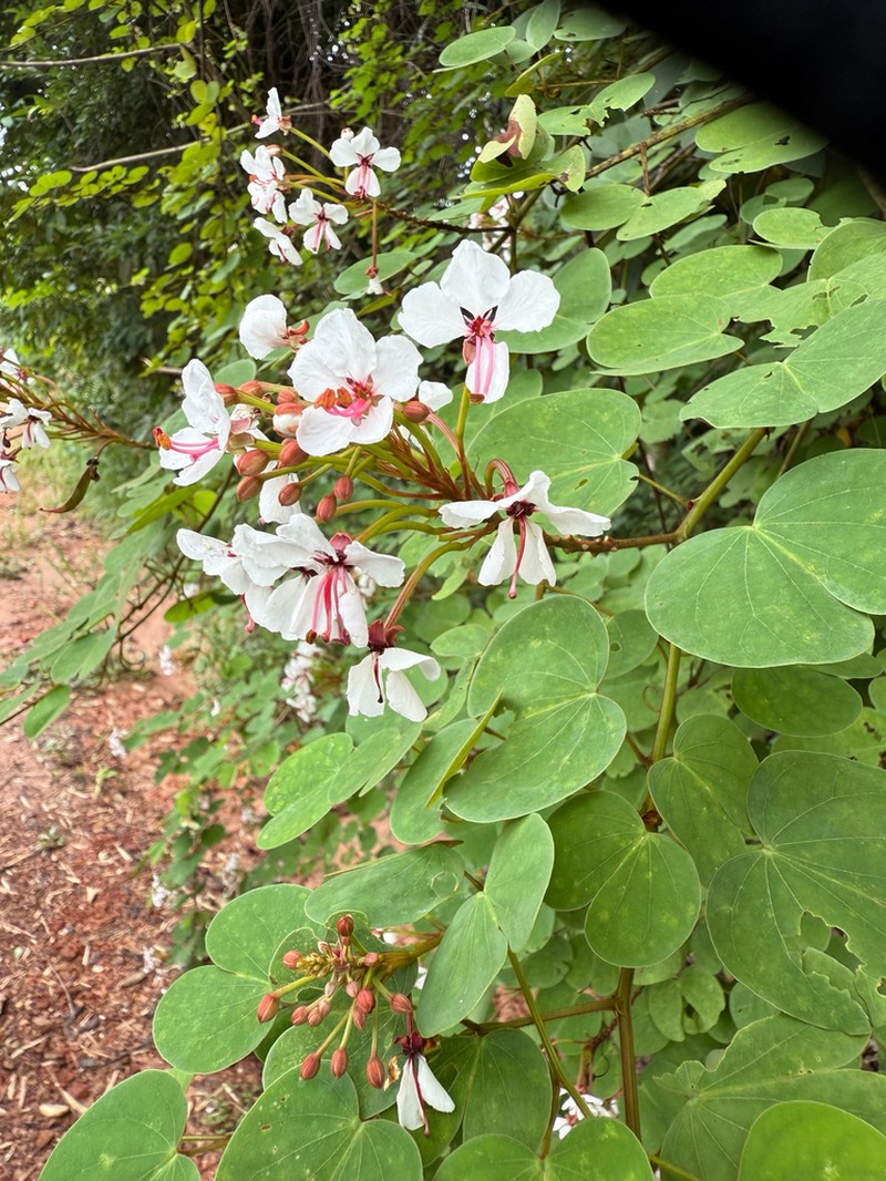 Cheniella lakhonensis photo 3