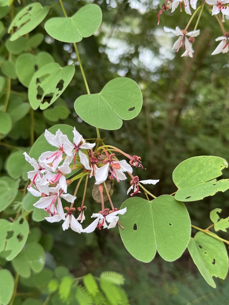 Cheniella lakhonensis photo 4