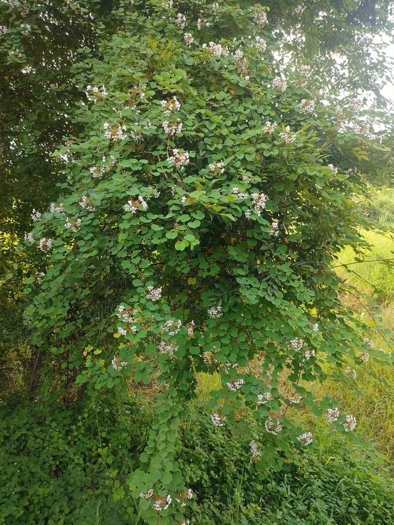 Cheniella lakhonensis photo 5