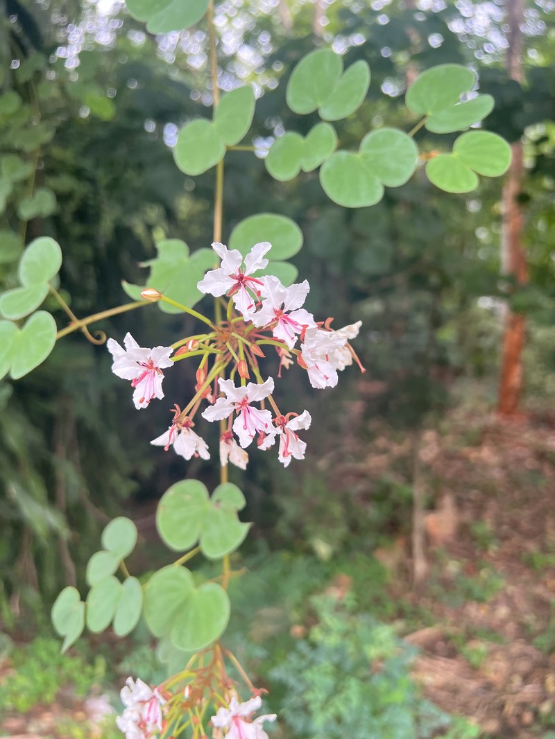 Cheniella lakhonensis photo 6