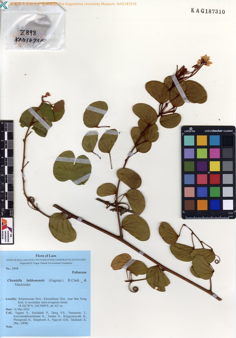 Cheniella lakhonensis photo 7