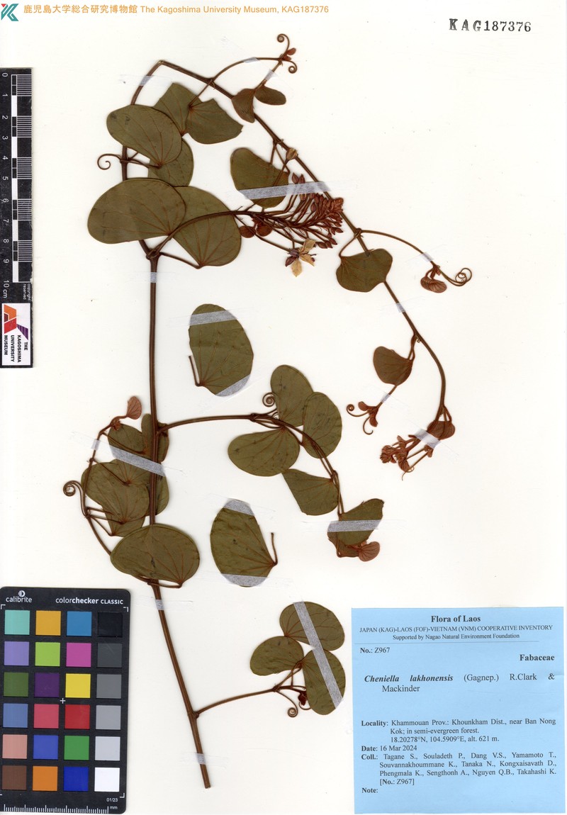 Cheniella lakhonensis photo 8
