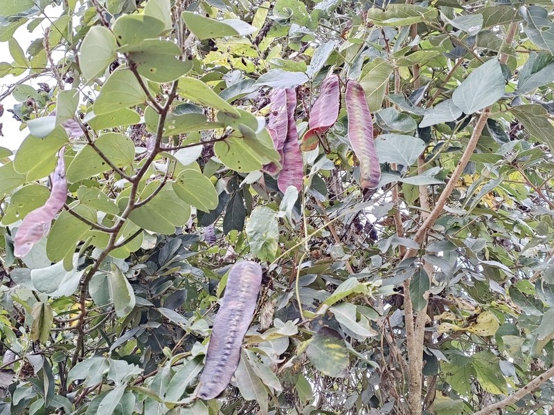 Cheniella tenuiflora