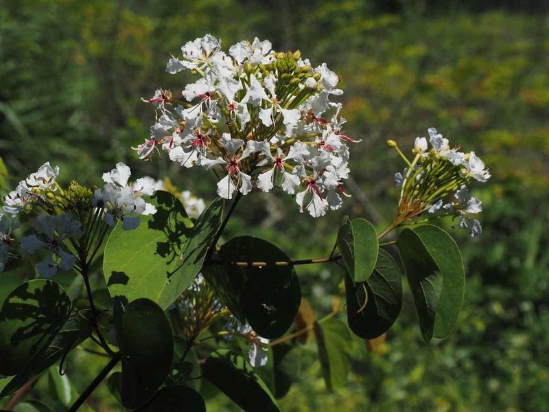 Cheniella tenuiflora photo 2