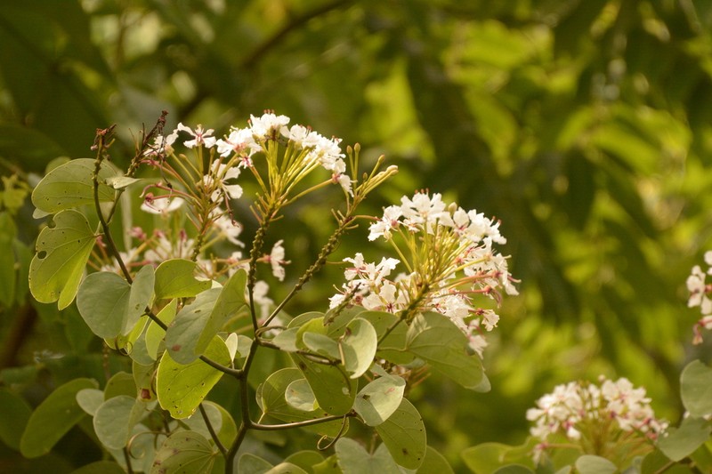 Cheniella tenuiflora photo 3